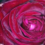 La rose rouge. אני חבצלת השרון, שושנת העמקים